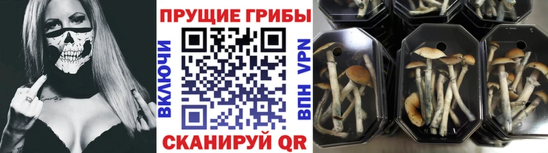 Псилоцибиновые грибы ЛСД  Луга 